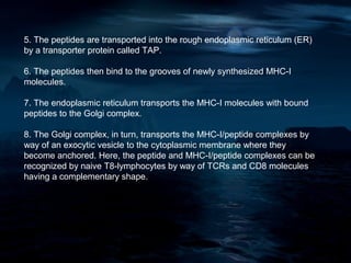 5. The peptides are transported into the rough endoplasmic reticulum (ER)
by a transporter protein called TAP.

6. The peptides then bind to the grooves of newly synthesized MHC-I
molecules.

7. The endoplasmic reticulum transports the MHC-I molecules with bound
peptides to the Golgi complex.

8. The Golgi complex, in turn, transports the MHC-I/peptide complexes by
way of an exocytic vesicle to the cytoplasmic membrane where they
become anchored. Here, the peptide and MHC-I/peptide complexes can be
recognized by naive T8-lymphocytes by way of TCRs and CD8 molecules
having a complementary shape.
 