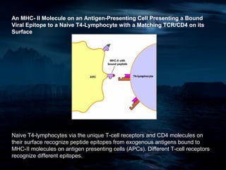 An MHC- II Molecule on an Antigen-Presenting Cell Presenting a Bound
Viral Epitope to a Naive T4-Lymphocyte with a Matching TCR/CD4 on its
Surface




Naive T4-lymphocytes via the unique T-cell receptors and CD4 molecules on
their surface recognize peptide epitopes from exogenous antigens bound to
MHC-II molecules on antigen presenting cells (APCs). Different T-cell receptors
recognize different epitopes.
 