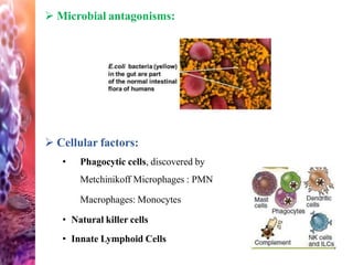  Microbial antagonisms:
 Cellular factors:
• Phagocytic cells, discovered by
Metchinikoff Microphages : PMN
Macrophages: Monocytes
• Natural killer cells
• Innate Lymphoid Cells
 