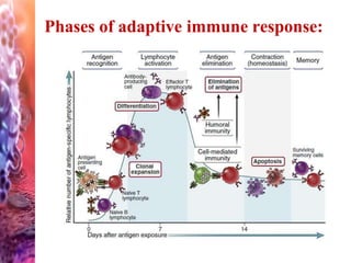 Phases of adaptive immune response:
 