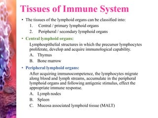 Tissues of Immune System
• The tissues of the lymphoid organs can be classified into:
1. Central / primary lymphoid organs
2. Peripheral / secondary lymphoid organs
• Central lymphoid organs:
Lymphoepithelial structures in which the precursor lymphocytes
proliferate, develop and acquire immunological capability.
A. Thymus
B. Bone marrow
• Peripheral lymphoid organs:
After acquiring immunocompetence, the lymphocytes migrate
along blood and lymph streams, accumulate in the peripheral
lymphoid organs and following antigenic stimulus, effect the
appropriate immune response.
A. Lymph nodes
B. Spleen
C. Mucosa associated lymphoid tissue (MALT)
 