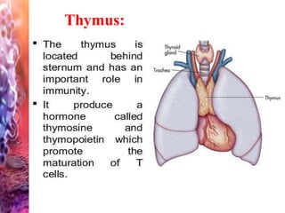 Thymus:
 