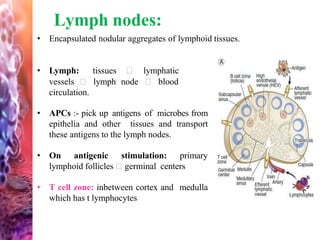 Lymph nodes:
• Encapsulated nodular aggregates of lymphoid tissues.
• Lymph: tissues lymphatic
vessels lymph node blood
circulation.
• APCs :- pick up antigens of microbes from
epithelia and other tissues and transport
these antigens to the lymph nodes.
• On antigenic stimulation: primary
lymphoid follicles germinal centers
• T cell zone: inbetween cortex and medulla
which has t lymphocytes
 