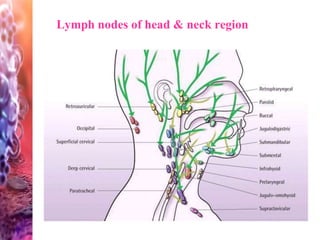 Lymph nodes of head & neck region
 