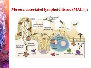 Mucosa associated lymphoid tissue (MALT):
 