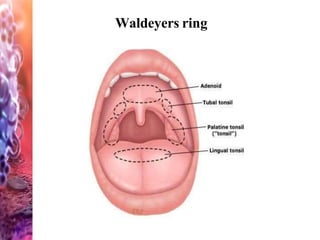 Waldeyers ring
 