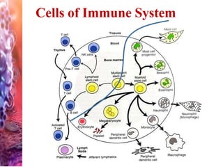 Cells of Immune System
 