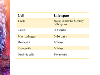 Cell Life span
T cells Weeks to months Memory
cells - years
B cells 5-6 weeks
Macrophages 6-16 days
Monocytes 2-5 days
Neutrophils 2-5 days
Dendritic cells Few months
 