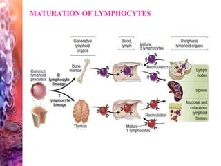 MATURATION OF LYMPHOCYTES
 