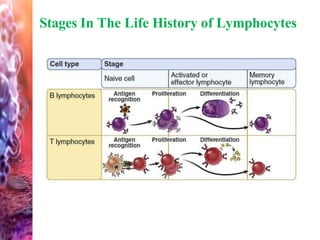 Stages In The Life History of Lymphocytes
 
