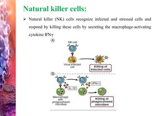 Natural killer cells:
 Natural killer (NK) cells recognize infected and stressed cells and
respond by killing these cells by secreting the macrophage-activating
cytokine IFN-γ
 