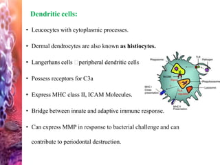 Dendritic cells:
• Leucocytes with cytoplasmic processes.
• Dermal dendrocytes are also known as histiocytes.
• Langerhans cells peripheral dendritic cells
• Possess receptors for C3a
• Express MHC class II, ICAM Molecules.
• Bridge between innate and adaptive immune response.
• Can express MMP in response to bacterial challenge and can
contribute to periodontal destruction.
 
