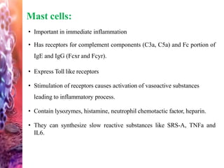Mast cells:
• Important in immediate inflammation
• Has receptors for complement components (C3a, C5a) and Fc portion of
IgE and IgG (Fcxr and Fcyr).
• Express Toll like receptors
• Stimulation of receptors causes activation of vasoactive substances
leading to inflammatory process.
• Contain lysozymes, histamine, neutrophil chemotactic factor, heparin.
• They can synthesize slow reactive substances like SRS-A, TNFa and
IL6.
 
