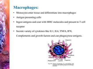 Macrophages:
• Monocytes enter tissue and differentiate into macrophages
• Antigen presenting cells
• Ingest antigens and coat with MHC molecules and present to T cell
receptor
• Secrete variety of cytokines like IL1, IL6, TNFA, IFN,
Complements and growth factors and can phagocytose antigens.
 