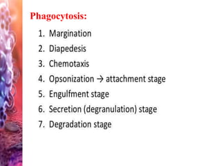 Phagocytosis:
 