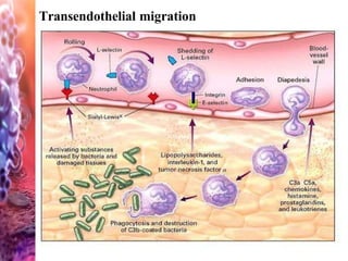 Transendothelial migration
 