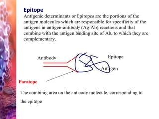 Epitope
Antigen
Paratope
The combinig area on the antibody molecule, corresponding to
the epitope
 