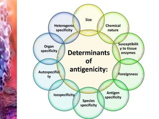 Determinants
of
antigenicity:
Size
Chemical
nature
Susceptibilit
y to tissue
enzymes
Foreignness
Antigen
specificity
Species
specificity
Isospecificity
Autospecifici
ty
Organ
specificity
Heterogenic
specificity
 