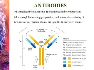Synthesized by plasma cells & to some extent by lymphocytes.
Immunoglobulins are glycoproteins, each molecule consisting of
two pairs of polypeptide chains, the light (L) & heavy (H) chains.
ANTIBODIES
 