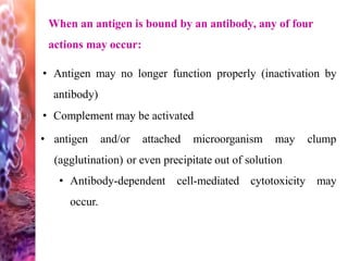 When an antigen is bound by an antibody, any of four
actions may occur:
• Antigen may no longer function properly (inactivation by
antibody)
• Complement may be activated
• antigen and/or attached microorganism may clump
(agglutination) or even precipitate out of solution
• Antibody-dependent cell-mediated cytotoxicity may
occur.
 