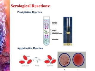 Serological Reactions:
Precipitation Reaction
Agglutination Reaction
 