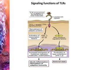 Signaling functions of TLRs
 