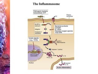 The Inflammasome
 