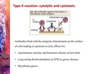 Type II reaction: cytolytic and cytotoxic:
Antibodies bind with the antigenic determinants on the surface
of cells leading to cytotoxic or lytic effects Ex:
• Autoimmune anemias and hemolytic disease of new born
• Long acting throid stimulators (LATS) in graves disease.
• Myasthenia gravis
 