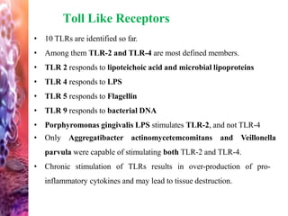 Toll Like Receptors
• 10 TLRs are identified so far.
• Among them TLR-2 and TLR-4 are most defined members.
• TLR 2 responds to lipoteichoic acid and microbial lipoproteins
• TLR 4 responds to LPS
• TLR 5 responds to Flagellin
• TLR 9 responds to bacterial DNA
• Porphyromonas gingivalis LPS stimulates TLR-2, and not TLR-4
• Only Aggregatibacter actinomycetemcomitans and Veillonella
parvula were capable of stimulating both TLR-2 and TLR-4.
• Chronic stimulation of TLRs results in over-production of pro-
inflammatory cytokines and may lead to tissue destruction.
 