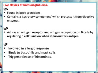 Five classes of Immunoglobulins.
IgA
 Found in body secretions
 Contains a ‘secretory component’ which protects it from digestive
enzymes.
IgD
 Acts as an antigen receptor and antigen recognition on B cells by
regulating B cell function when it encounters antigen
IgE
 Involved in allergic response
 Binds to basophils and mast cells
 Triggers release of histamines.
 