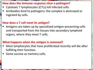 How does the immune response clear a pathogen?
 Cytotoxic T lymphocytes (CTLs) kill infected cells.
 Antibodies bind to pathogens: the complex is destroyed or
ingested by cells.
How does a T cell meet its antigen?
 Antigens are taken up by specialized antigen-presenting cells
and transported from the tissues into secondary lymphoid
organs, where they meet T cells.
What happens when the antigen is removed?
 Most lymphocytes that have proliferated recently will die after
fulfilling their function.
 Some survive as memory cells.
 