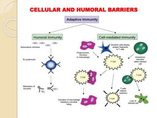 CELLULAR AND HUMORAL BARRIERS
 