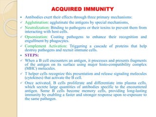 ACQUIRED IMMUNITY
 Antibodies exert their effects through three primary mechanisms:
 Agglutination: agglutinate the antigens by special mechanisms,
 Neutralization: Binding to pathogens or their toxins to prevent them from
interacting with host cells.
 Opsonization: Coating pathogens to enhance their recognition and
engulfment by phagocytes.
 Complement Activation: Triggering a cascade of proteins that help
destroy pathogens and recruit immune cells.
 STEPS:
 When a B cell encounters an antigen, it processes and presents fragments
of the antigen on its surface using major histo-compatibility complex
(MHC) molecules.
 T helper cells recognize this presentation and release signaling molecules
(cytokines) that activate the B cell.
 Once activated, B cells proliferate and differentiate into plasma cells,
which secrete large quantities of antibodies specific to the encountered
antigen. Some B cells become memory cells, providing long-lasting
immunity by enabling a faster and stronger response upon re-exposure to
the same pathogen.
 