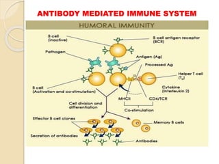 ANTIBODY MEDIATED IMMUNE SYSTEM
 