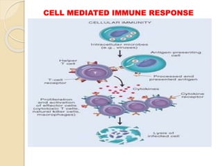CELL MEDIATED IMMUNE RESPONSE
 