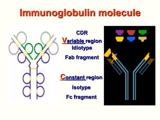 Cd R Variable Region Basic immunology 1 10 | PPTX