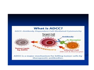 Comprehensive Overview of Immune System Cells and Hematopoiesis | PPT