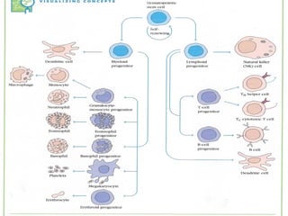 Comprehensive Overview of Immune System Cells and Hematopoiesis | PPT