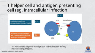 Th1 Function Basic immunology 2025.pptx microbiology immune system | PPTX