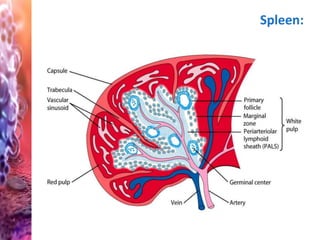 Basic immunology | PPTX