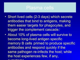 Plasma cells 
• Short lived cells (2-3 days) which secrete 
antibodies that bind to antigens, making 
them easier targets for phagocytes, and 
trigger the complement cascade.[ 
• About 10% of plasma cells will survive to 
become long-lived antigen specific 
memory B cells primed to produce specific 
antibodies and respond quickly if the 
same pathogen re-infects the host; while 
the host experiences few, if any, 
symptoms. 
 