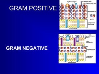 GRAM POSITIVE 
GRAM NEGATIVE 
 
