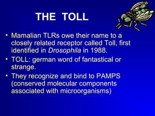 THE TOLL 
• Mamalian TLRs owe their name to a 
closely related receptor called Toll, first 
identified in Drosophila in 1988. 
• TOLL: german word of fantastical or 
strange. 
• They recognize and bind to PAMPS 
(conserved molecular components 
associated with microorganisms) 
 
