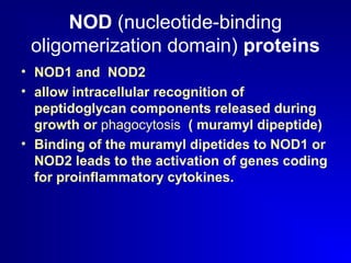 NOD (nucleotide-binding 
oligomerization domain) proteins 
• NOD1 and NOD2 
• allow intracellular recognition of 
peptidoglycan components released during 
growth or phagocytosis ( muramyl dipeptide) 
• Binding of the muramyl dipetides to NOD1 or 
NOD2 leads to the activation of genes coding 
for proinflammatory cytokines. 
 