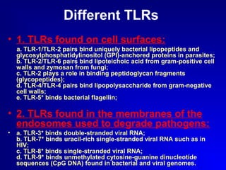Different TLRs 
• 1. TLRs found on cell surfaces: 
a. TLR-1/TLR-2 pairs bind uniquely bacterial lipopeptides and 
glycosylphosphatidylinositol (GPI)-anchored proteins in parasites; 
b. TLR-2/TLR-6 pairs bind lipoteichoic acid from gram-positive cell 
walls and zymosan from fungi; 
c. TLR-2 plays a role in binding peptidoglycan fragments 
(glycopeptides); 
d. TLR-4/TLR-4 pairs bind lipopolysaccharide from gram-negative 
cell walls; 
e. TLR-5* binds bacterial flagellin; 
• 2. TLRs found in the membranes of the 
endosomes used to degrade pathogens: 
• a. TLR-3* binds double-stranded viral RNA; 
b. TLR-7* binds uracil-rich single-stranded viral RNA such as in 
HIV; 
c. TLR-8* binds single-stranded viral RNA; 
d. TLR-9* binds unmethylated cytosine-guanine dinucleotide 
sequences (CpG DNA) found in bacterial and viral genomes. 
 
