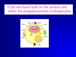 TLRs are found both on the surface and 
within the phagolysosomes of phagocytes. 
 