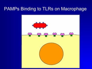 PAMPs Binding to TLRs on Macrophage 
 