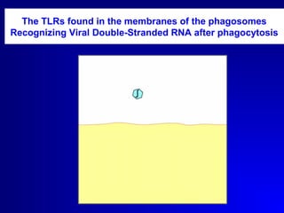 The TLRs found in the membranes of the phagosomes 
Recognizing Viral Double-Stranded RNA after phagocytosis 
 