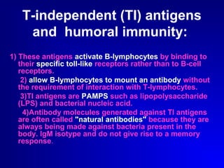 T-independent (TI) antigens 
and humoral immunity: 
1) These antigens activate B-lymphocytes by binding to 
their specific toll-like receptors rather than to B-cell 
receptors. 
2) allow B-lymphocytes to mount an antibody without 
the requirement of interaction with T-lymphocytes. 
3)TI antigens are PAMPS such as lipopolysaccharide 
(LPS) and bacterial nucleic acid. 
4)Antibody molecules generated against TI antigens 
are often called "natural antibodies" because they are 
always being made against bacteria present in the 
body. IgM isotype and do not give rise to a memory 
response. 
 