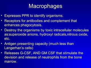 Macrophages 
• Expresses PPR to identify organisms. 
• Receptors for antibodies and complement that 
enhances phagocytosis. 
• Destroy the organisms by toxic intracellular molecules 
as:superoxide anions, hydroxyl radicals,nitrous oxide, 
etc. 
• Antigen presenting capacity (much less than 
Langerhan’s cells) 
• Releases G-CSF, AND GM CSF that stimulate the 
devision and release of neutrophils from the bone 
marrow. 
 